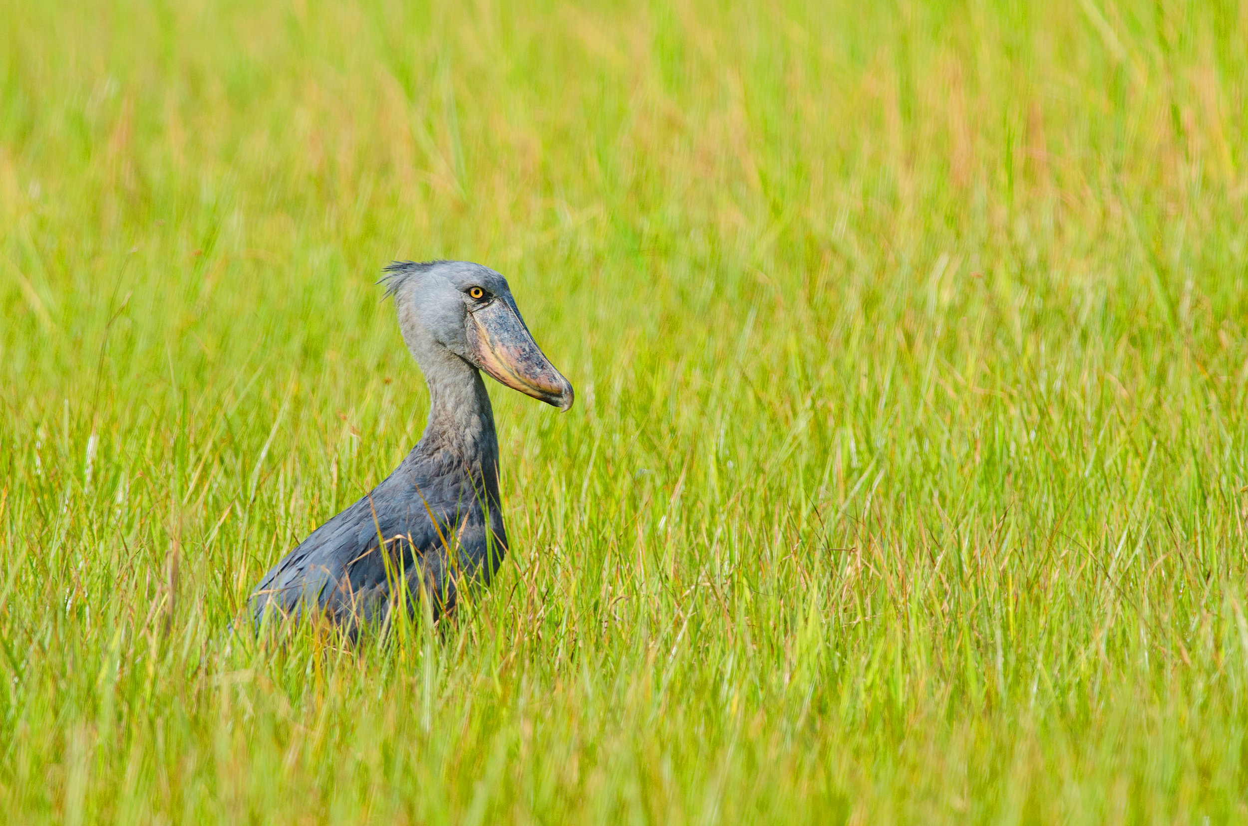 Shoebill