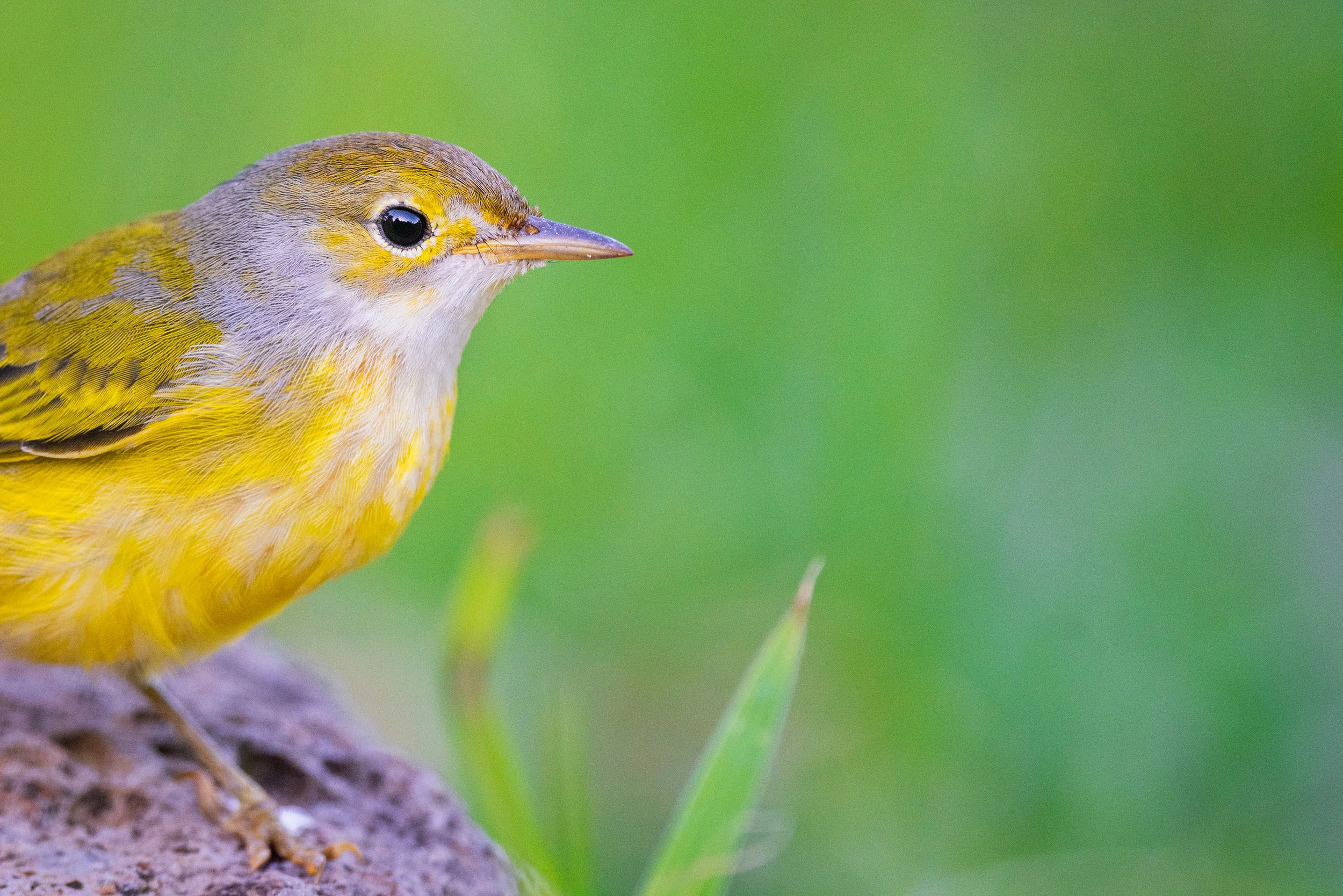 Yellow Warbler