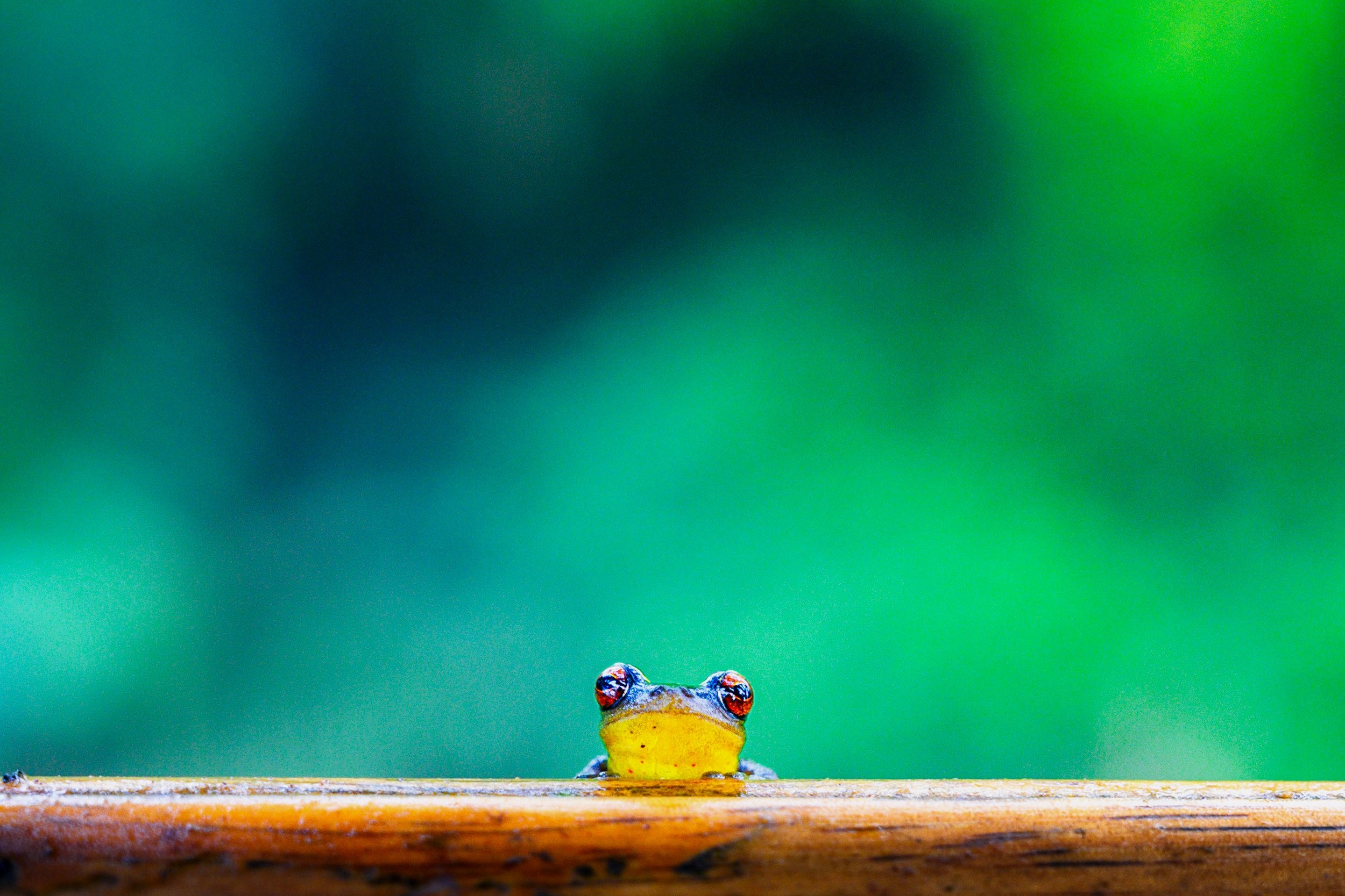 Tree Frog