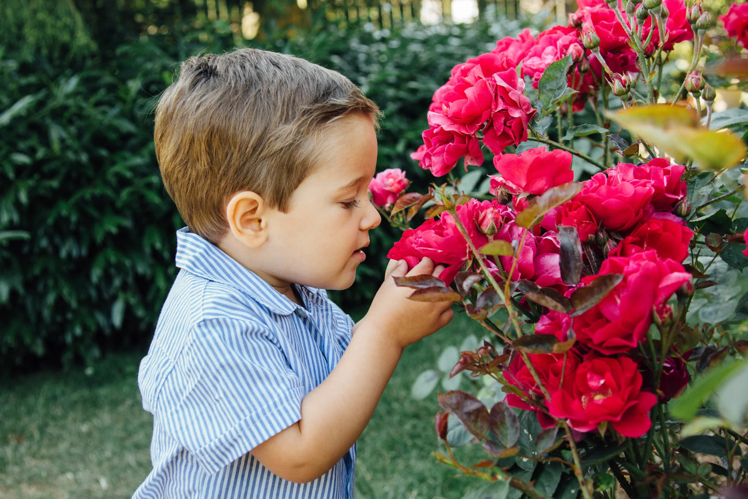 Rose Garden.jpg