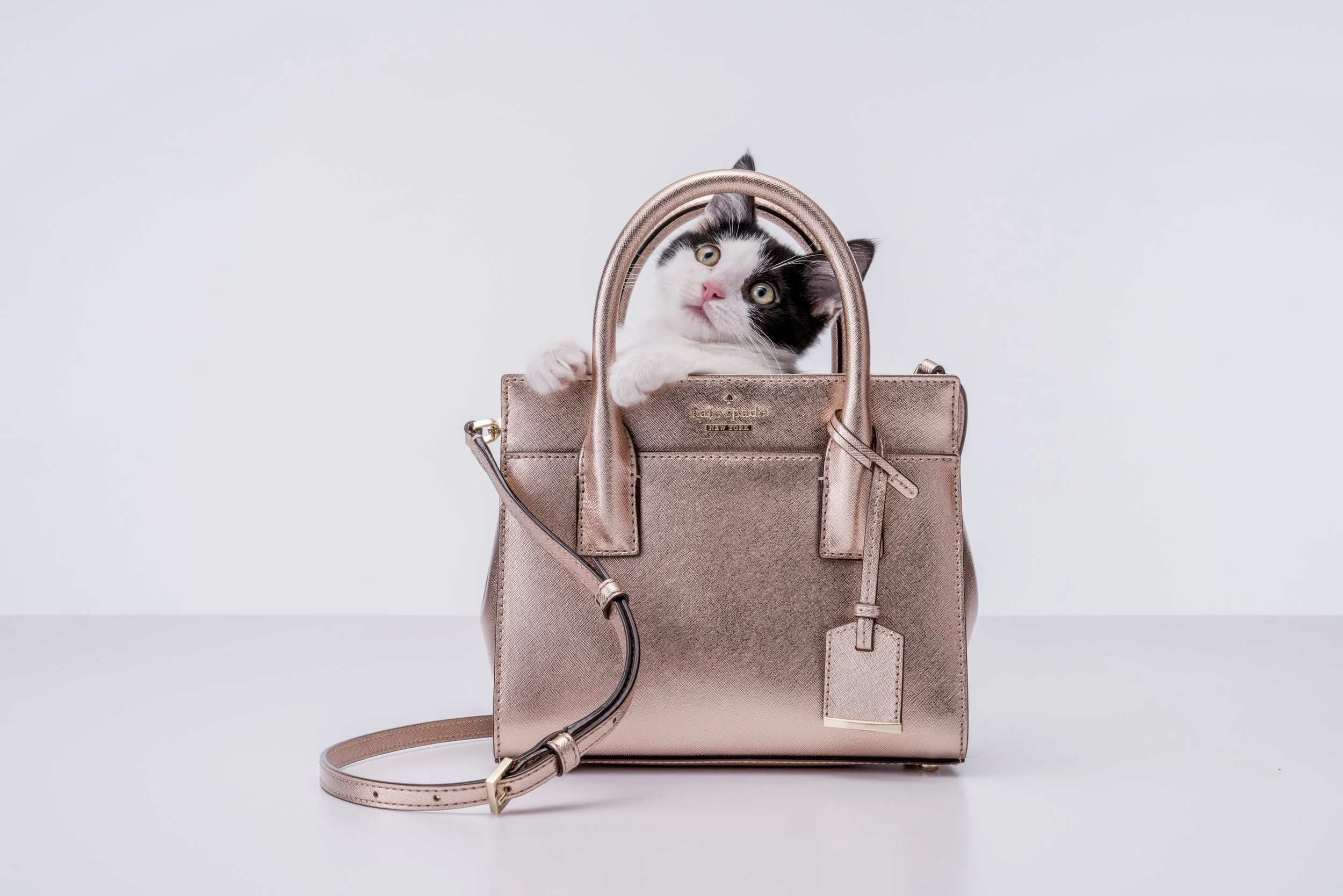 the cameron street collection: cats and byrdies | kate spade new york