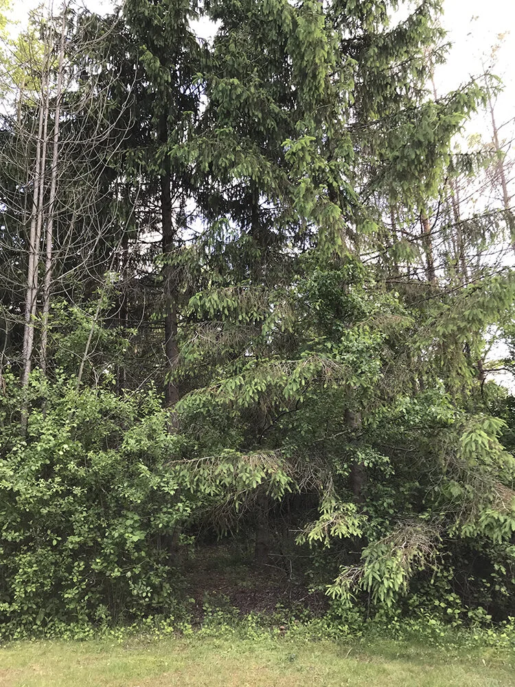 My parents planted pine trees in the back yard each anniversary they spent in Wisconsin. These trees were some of the first one they planted, and now create a sheltered little wooded area with the other trees at their property line. I felt the seclu…