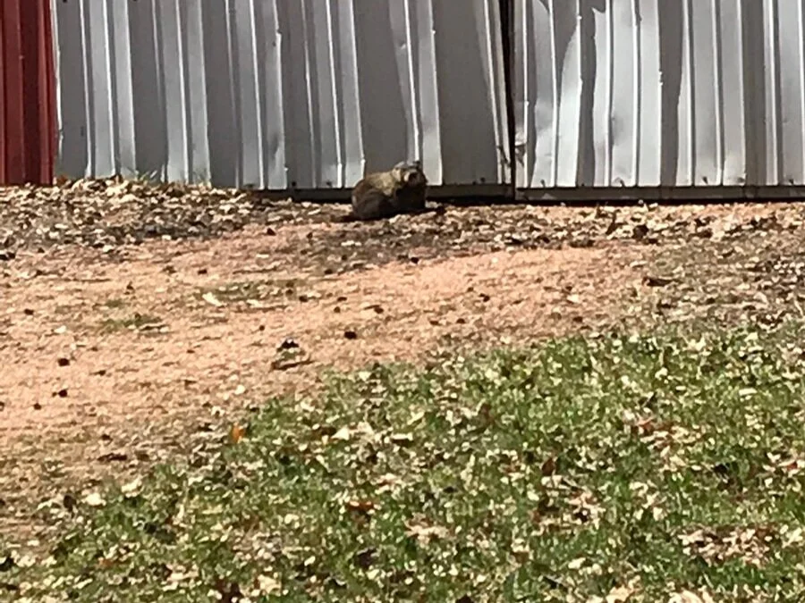 I also saw a lot of wildlife on these observational walks. Like this groundhog! I wandered around an abandoned summer camp situated on a public lake, and I guess the sun and lack of population inspired this little one to venture outside a while. The…