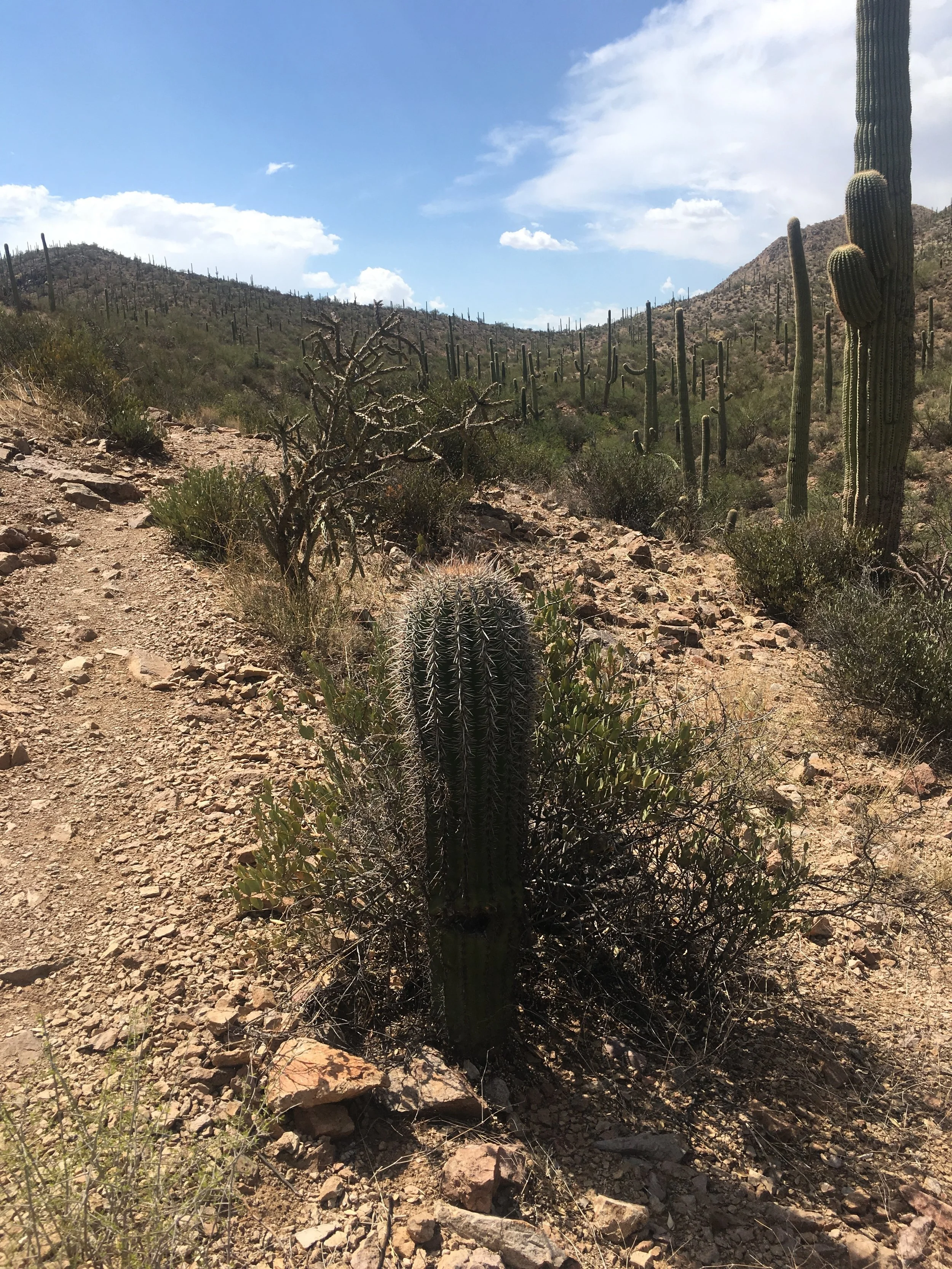 A "baby" Saguaro, still probably older than me.