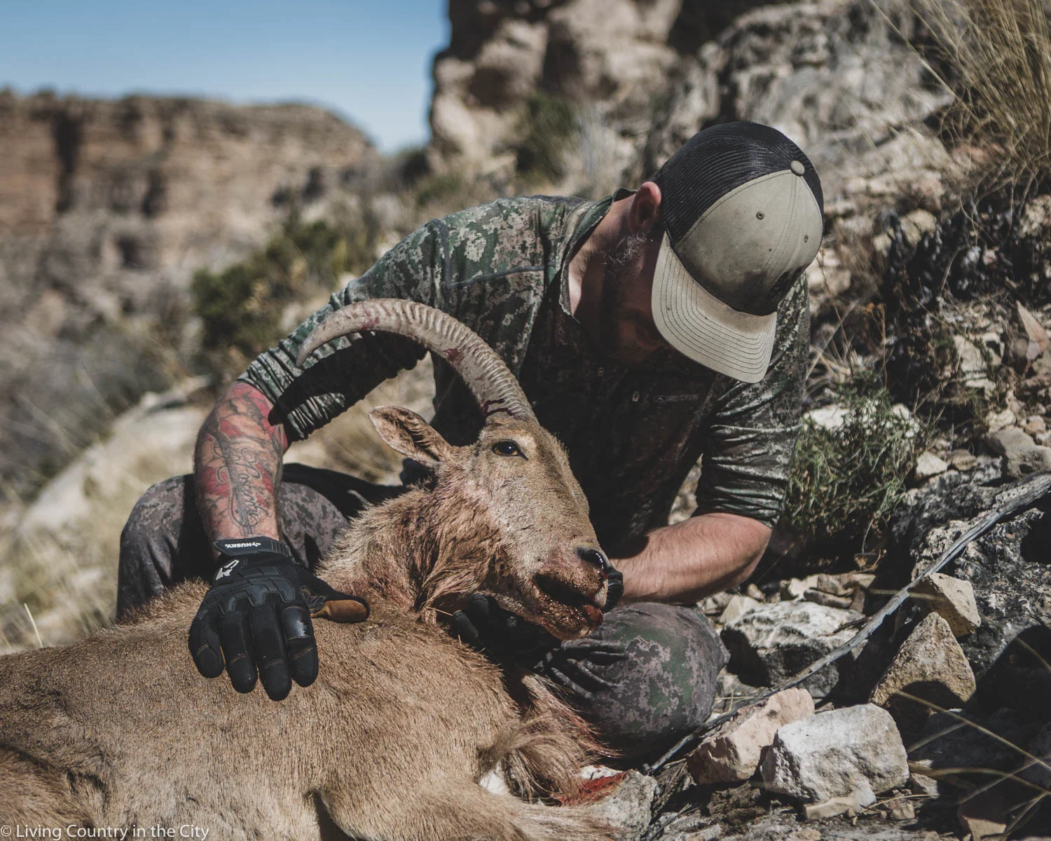 New Mexico Public Land Aoudad Hunt The Wild Initiative