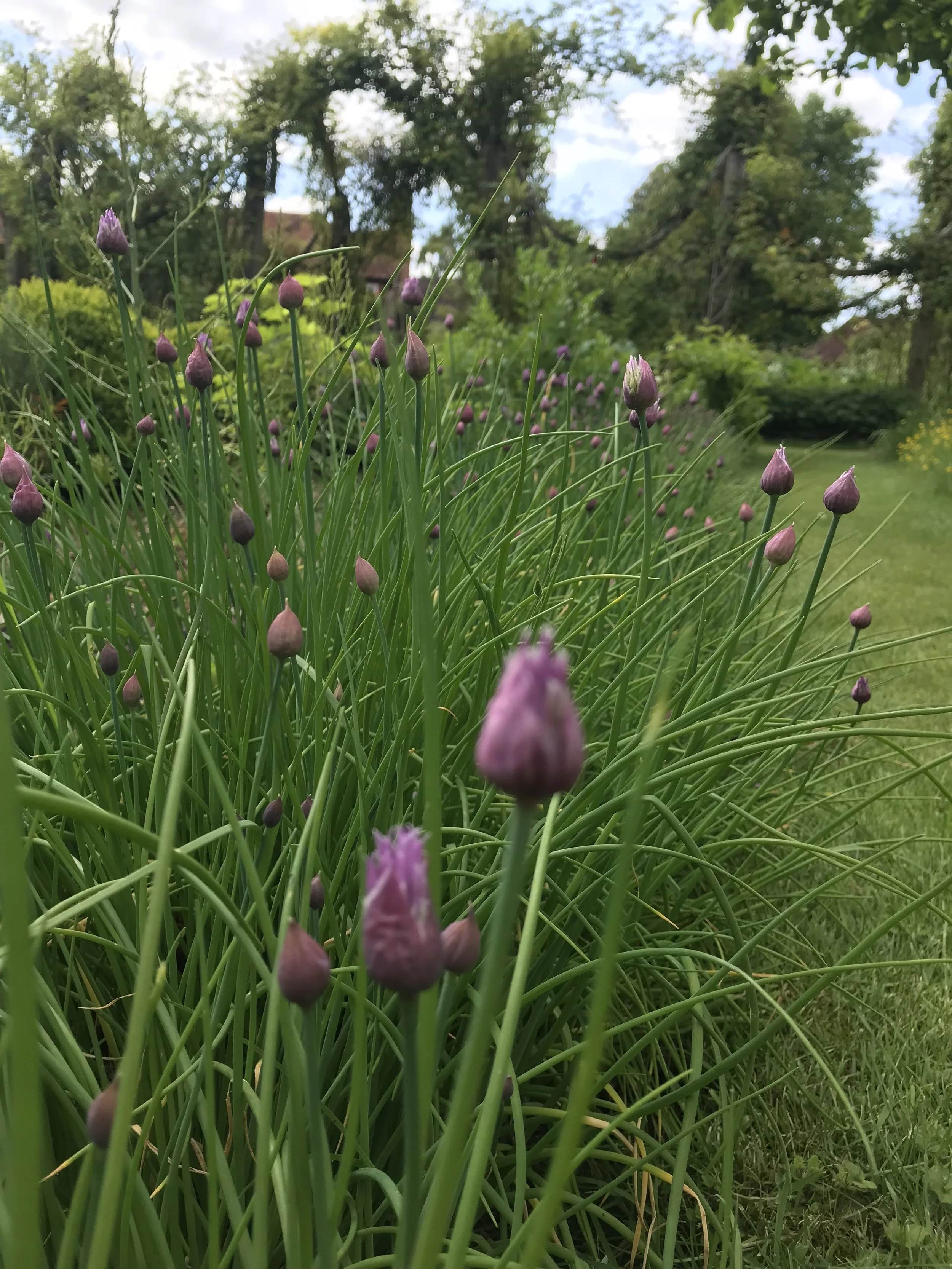 Chives lining your walk