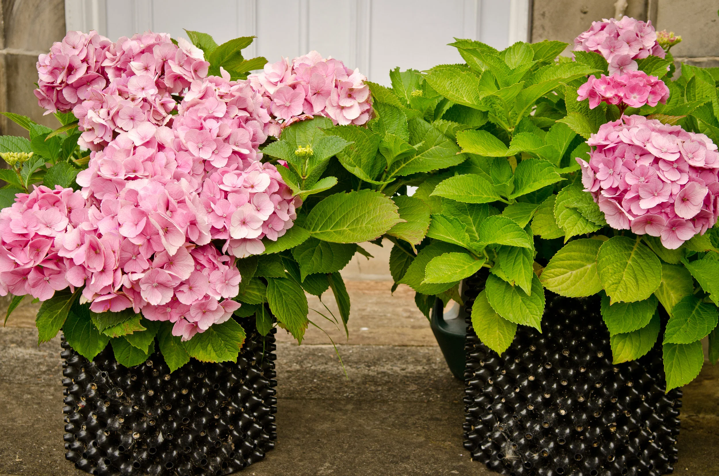 Flowers 2.jpg