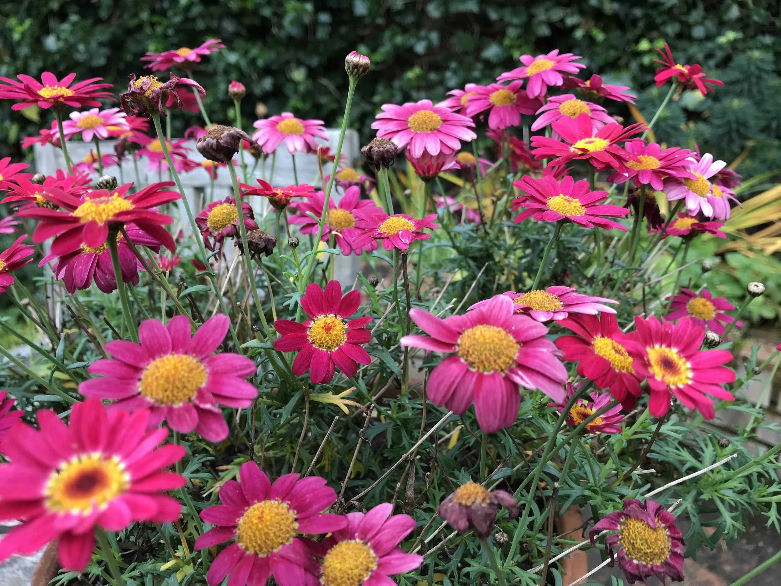 Argyranthemum is a must-have