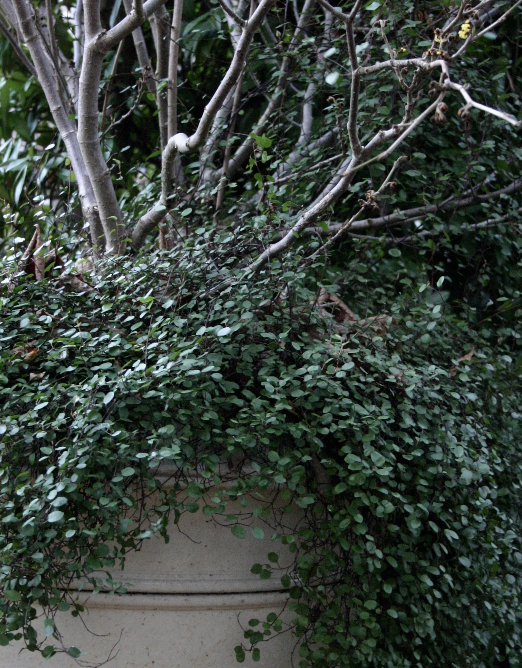 Bare deciduous shrubs in pots? No problem with cascading muehlenbeckia