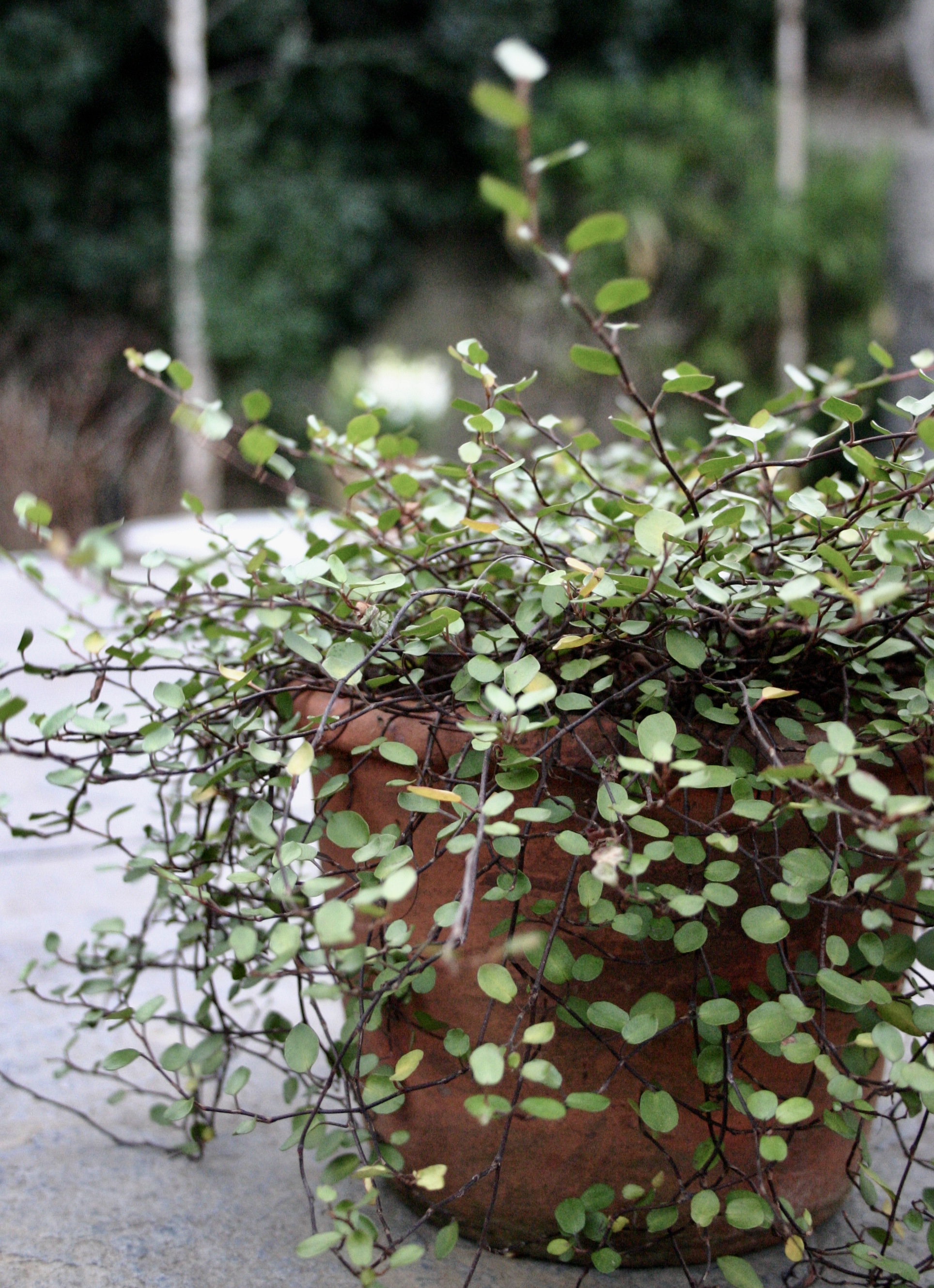 Muehlenbeckia on its own is great too.