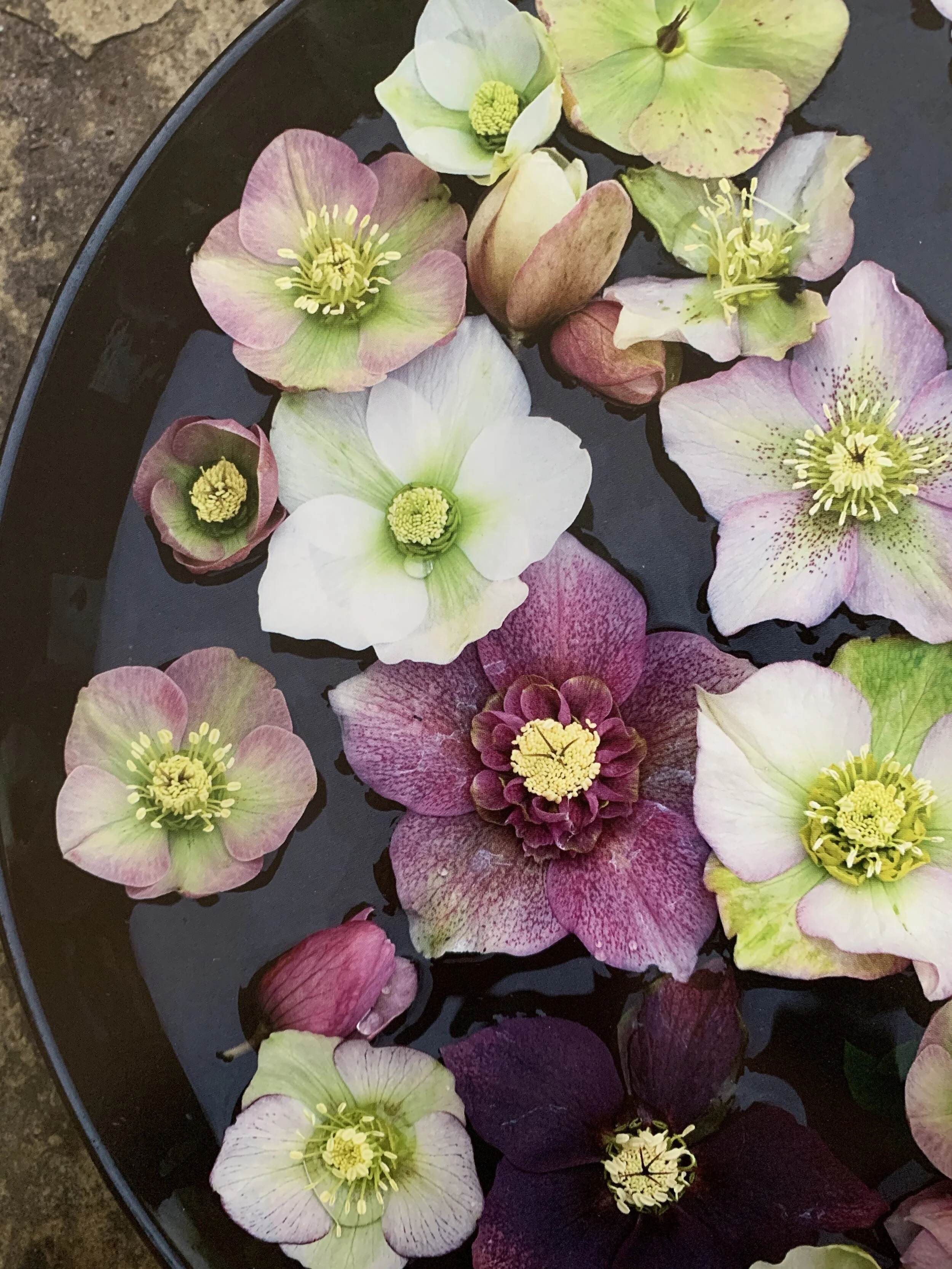 Hellebores and how to grow them in small spaces — Laetitia Maklouf