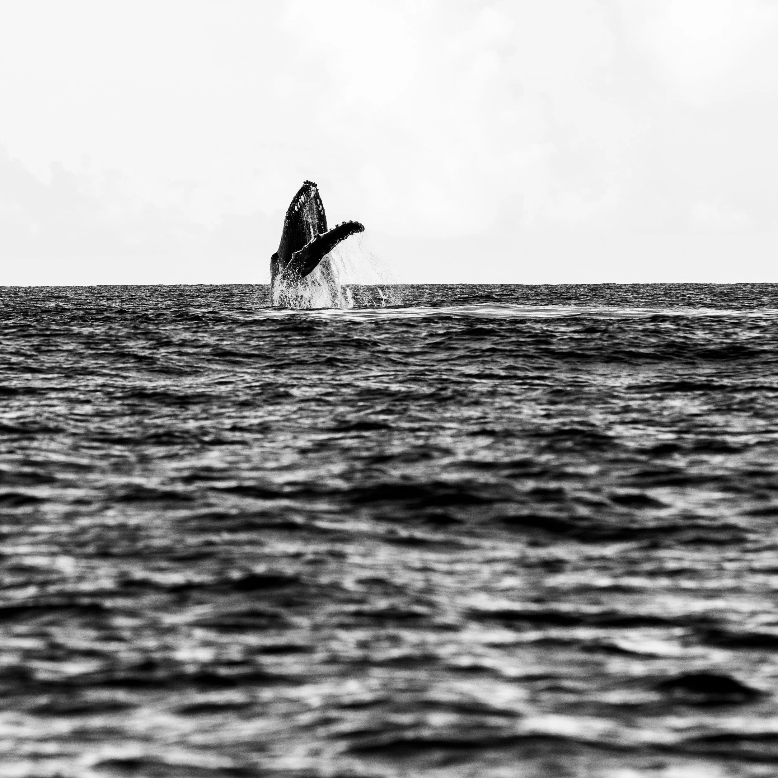 Tahiti_2022_0988.jpg