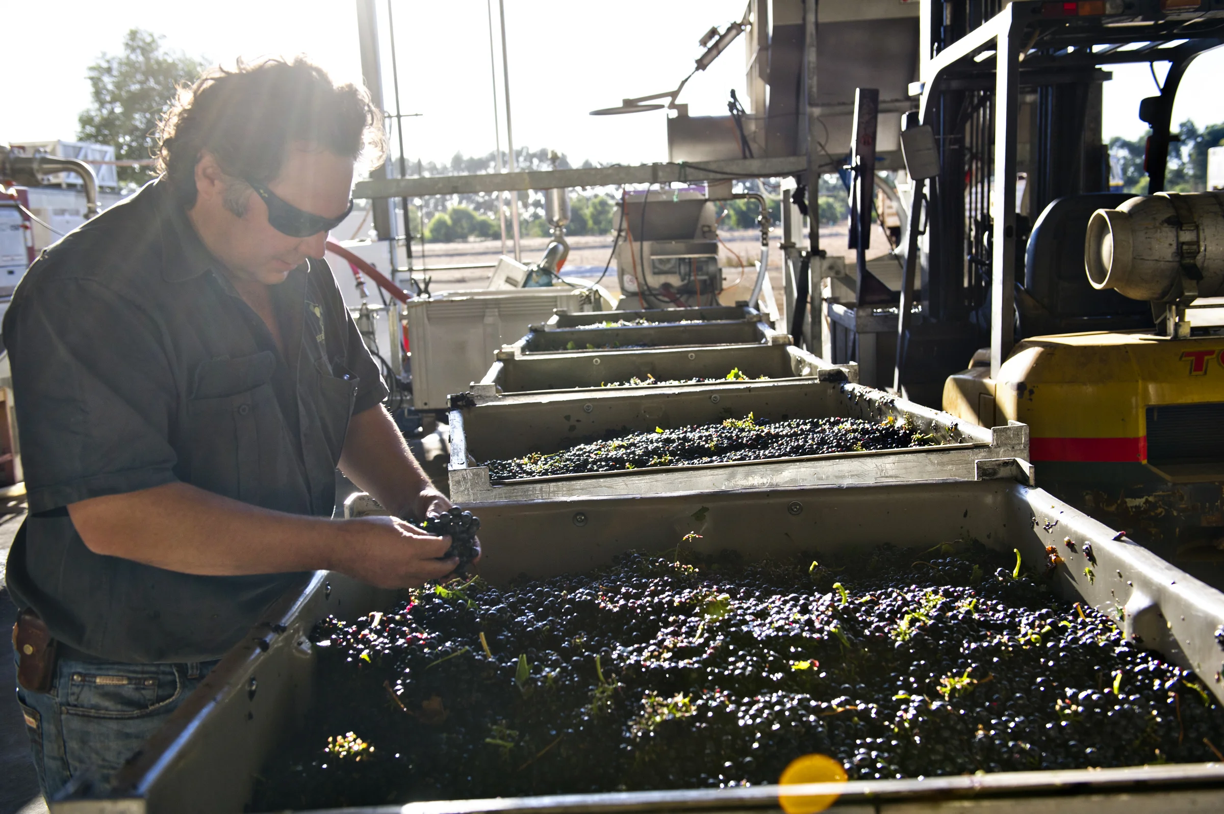 0004 - Bruce with red grapes.jpg