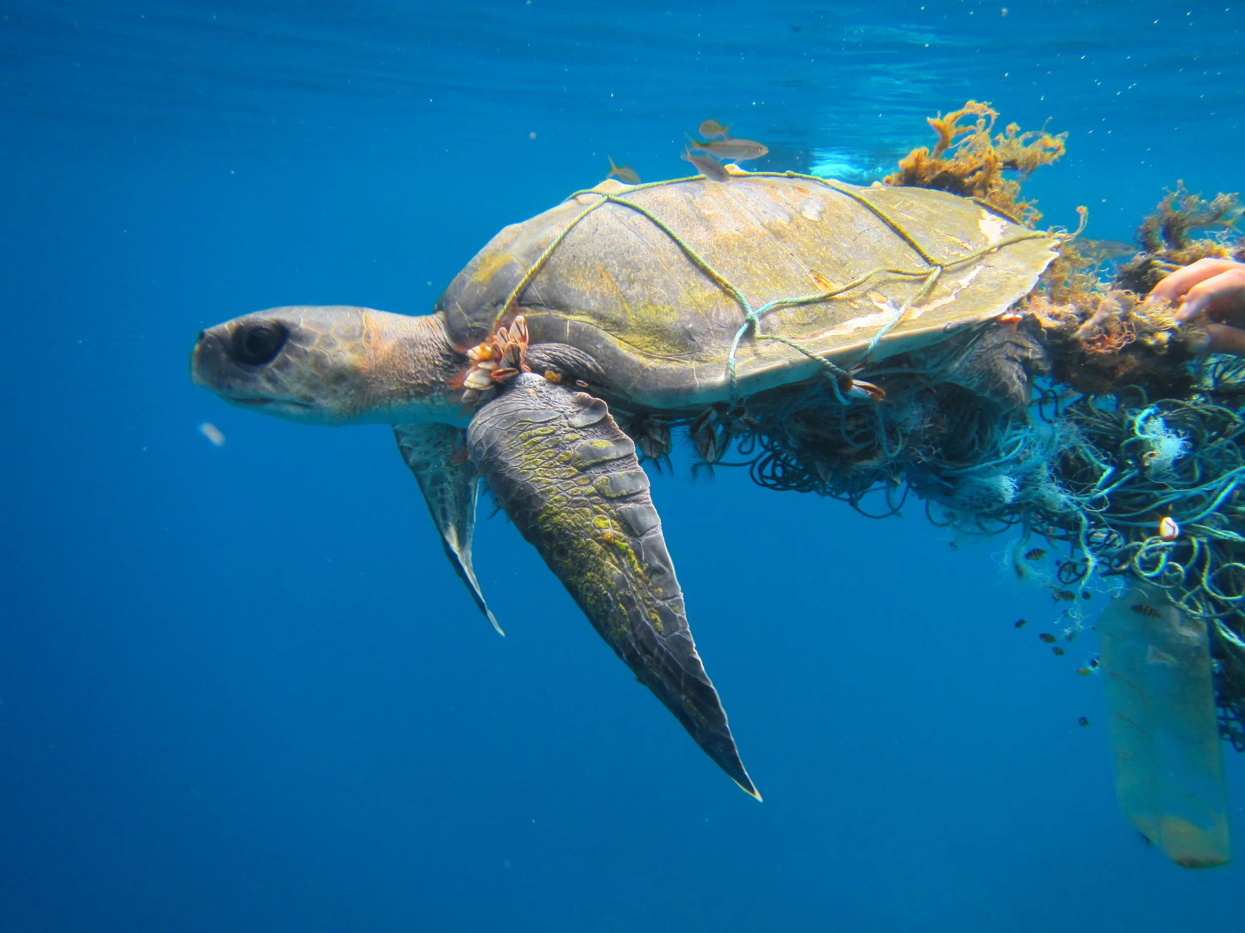 Stand Up For Our Seas: 2019