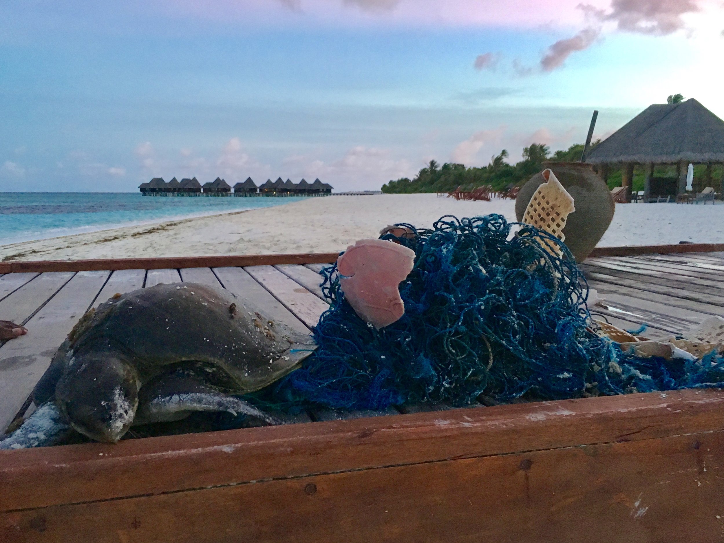 Photo Courtesy of The Olive Ridley Project