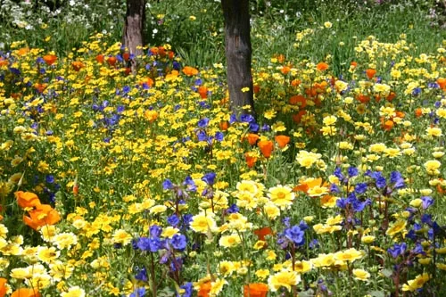 healthbackyard.jpg