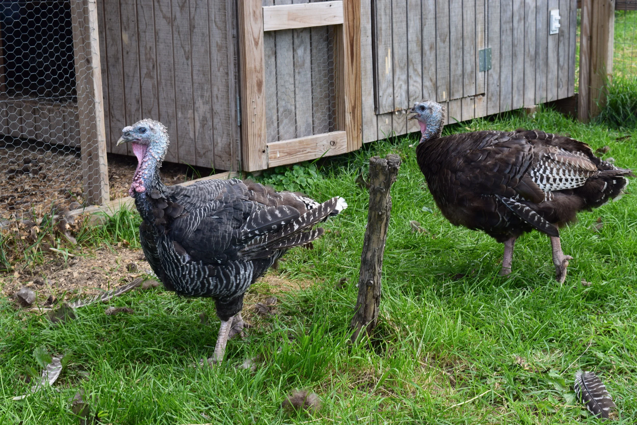 Turkeys at Sunset Hill Farm County Park roam in their habitat.