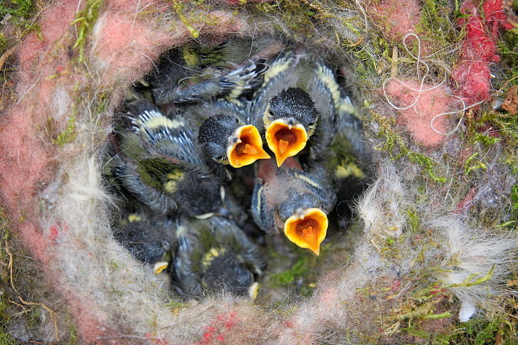 Springtime Babies: Birds — Porter County Parks and Recreation