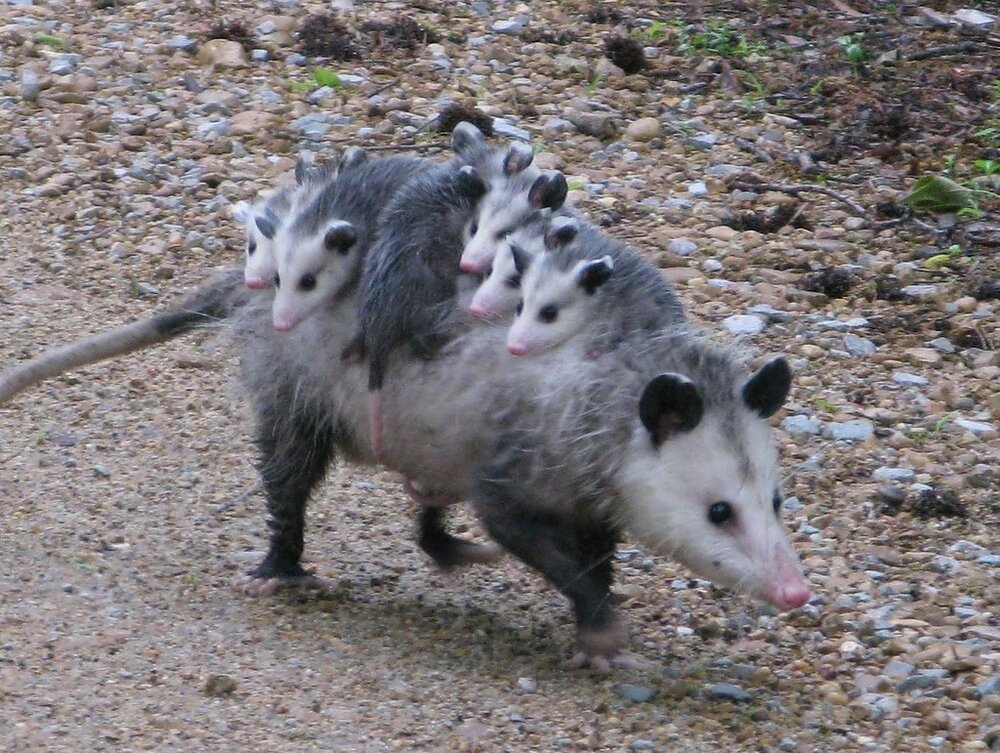 Springtime Babies: Opossums — Porter County Parks and Recreation