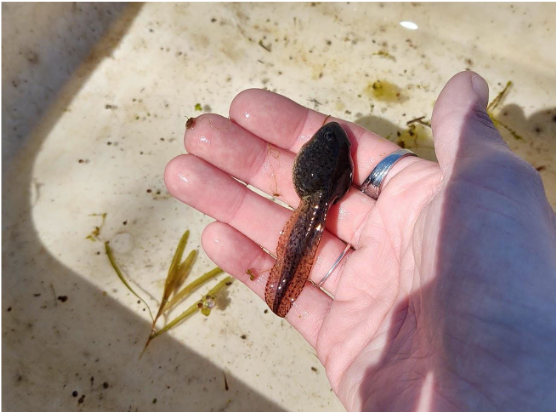 Macroinvertebrates Tiny Creatures That Make Ponds Amazing Porter County Parks And Recreation