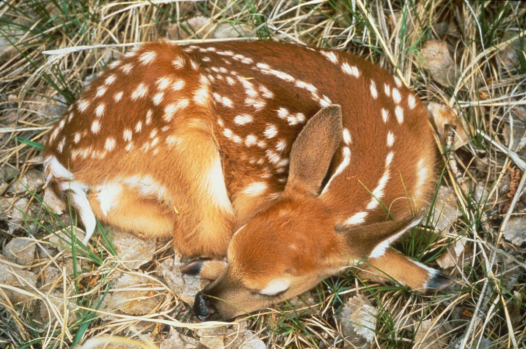 Springtime Babies: Fawns — Porter County Parks and Recreation