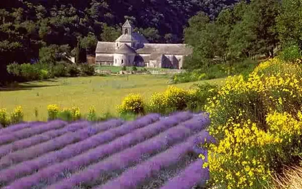 Lavender in Provence, France