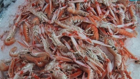 Langoustines