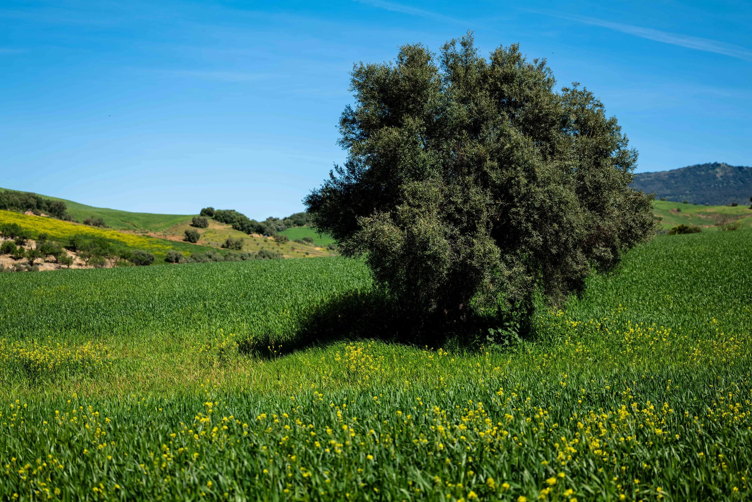Lush green fields with a large tree in the foreground and rolling hills in the background under a blue sky.