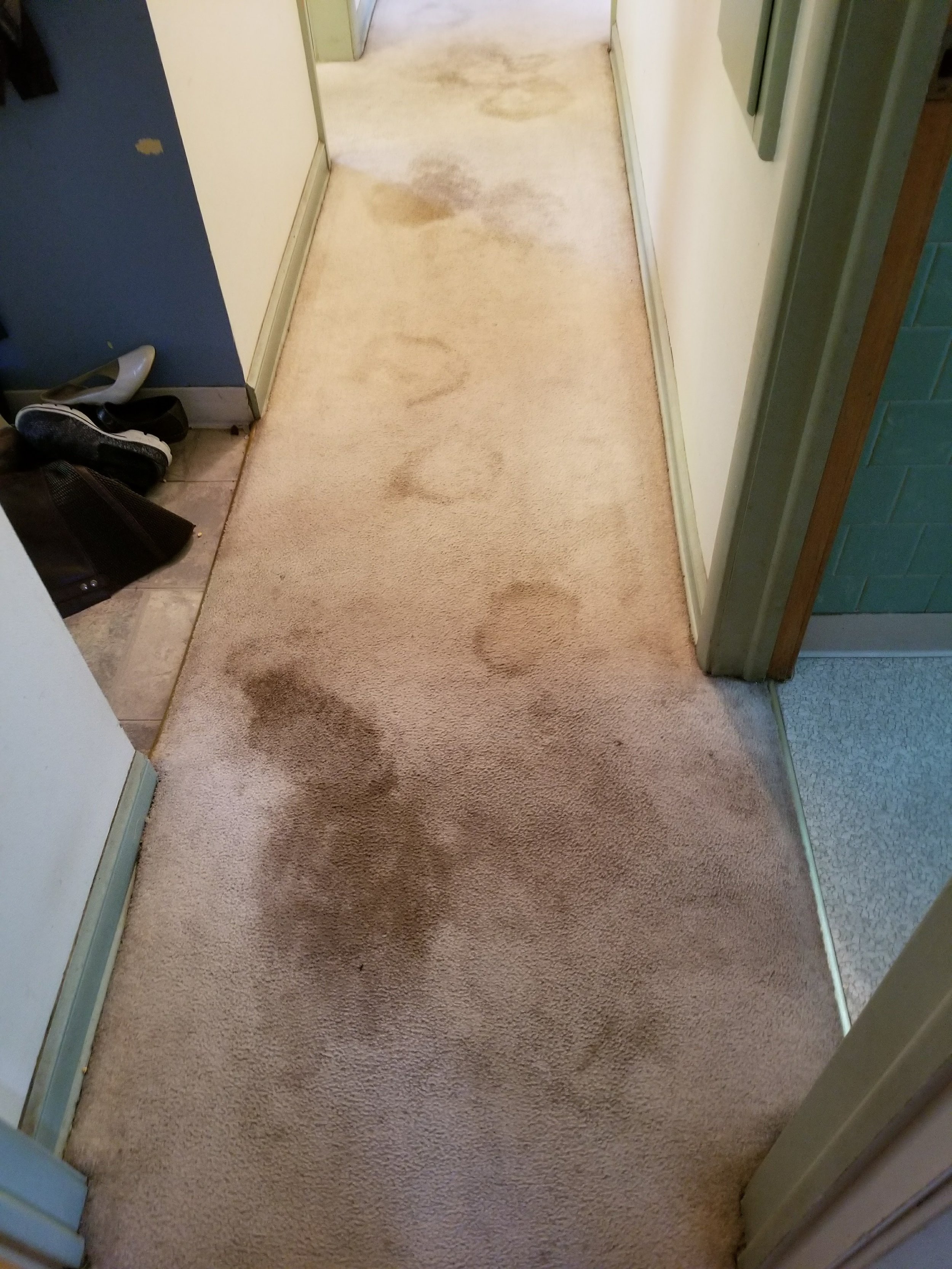 Columbia Heights Carpet Cleaning