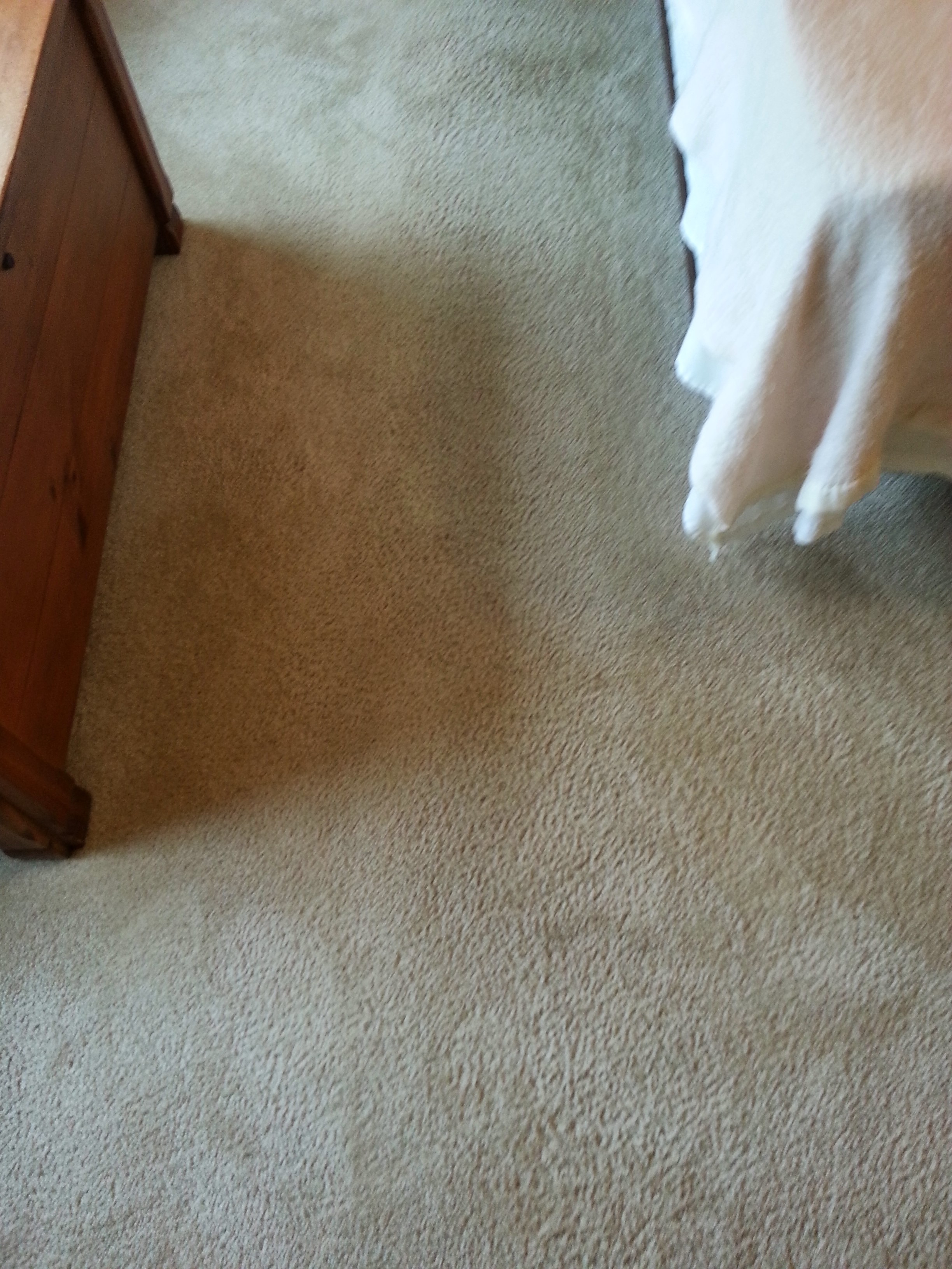 Carpet Cleaning Columbia Heights