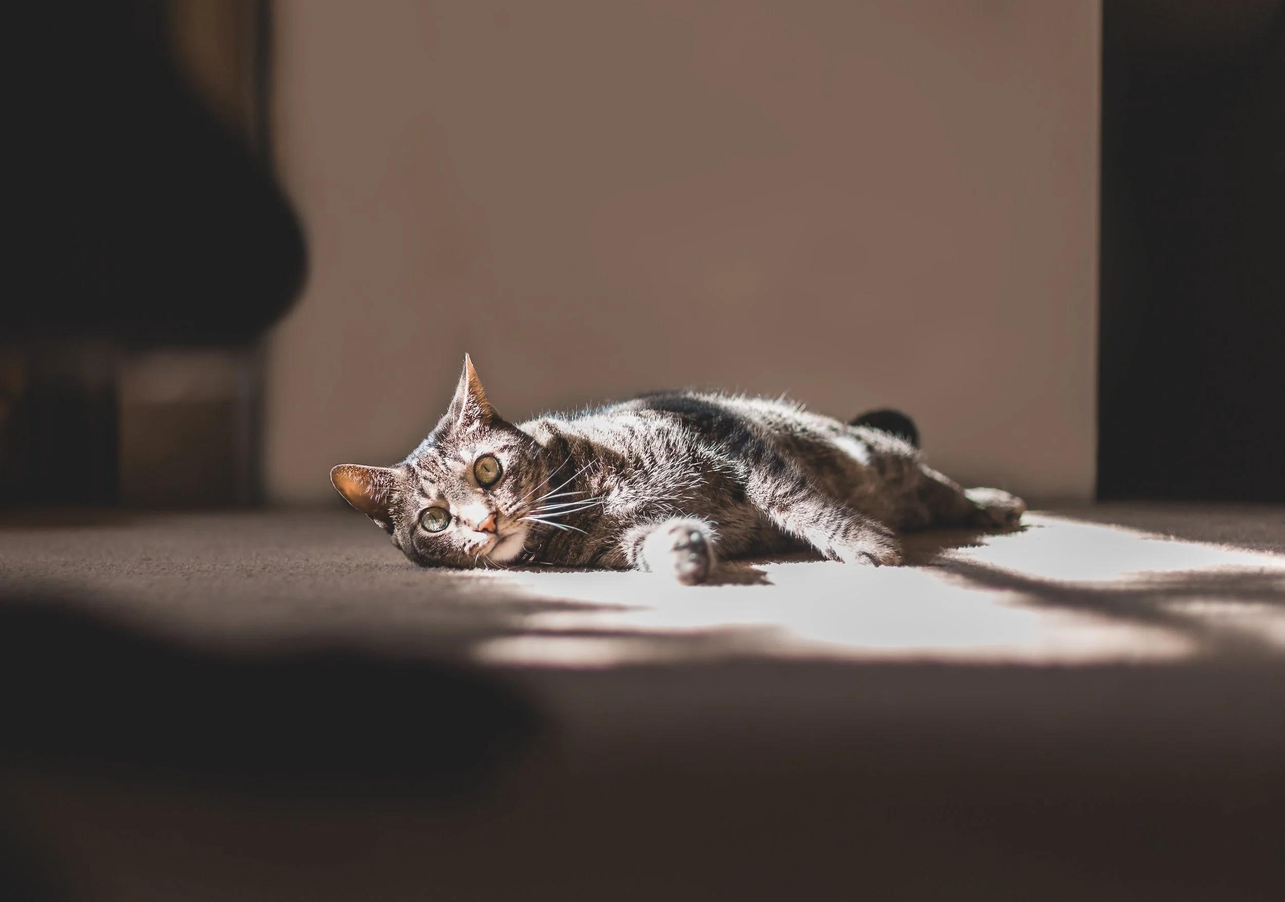 When to Clean or Replace Your Minneapolis Carpet