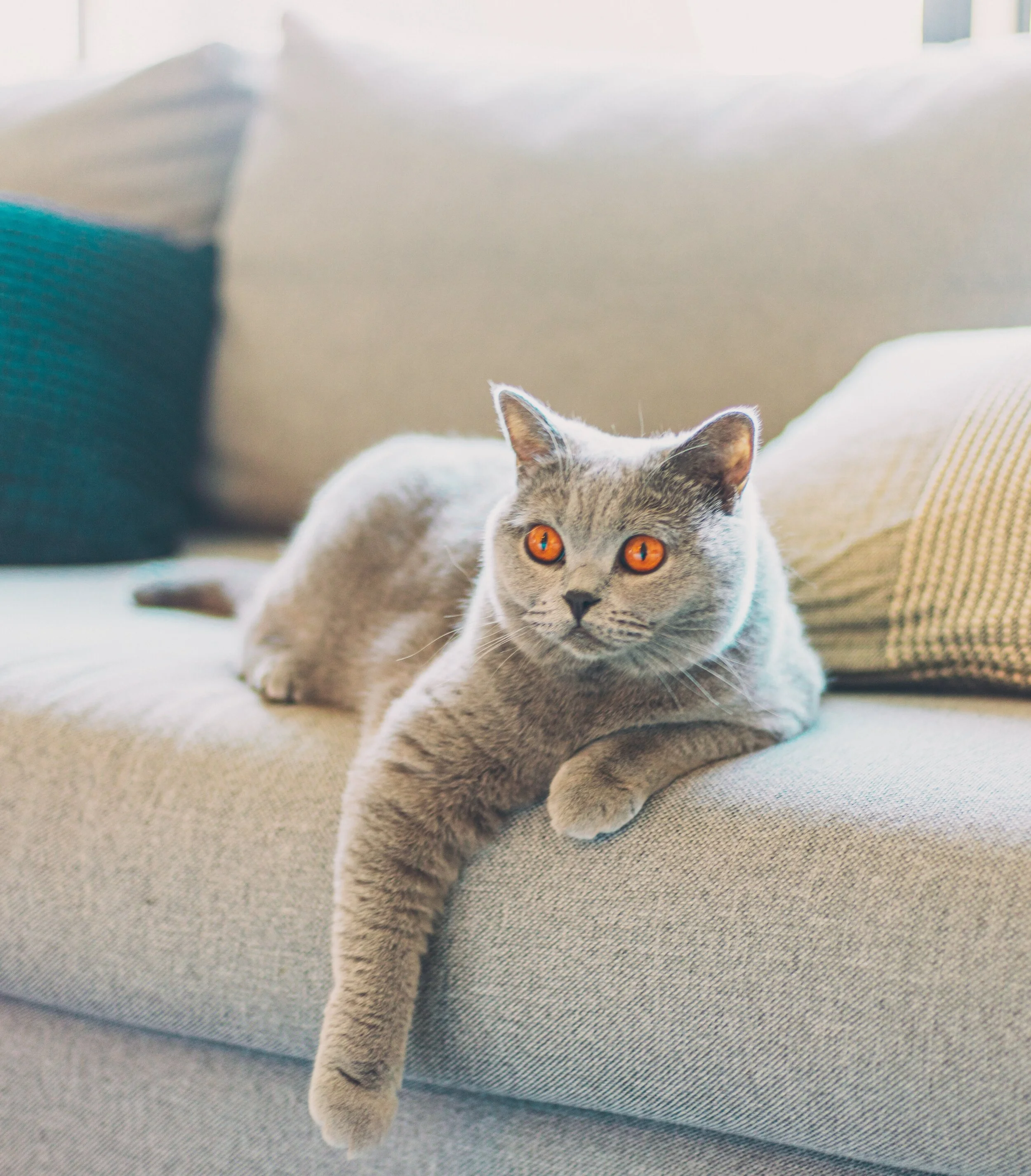 How to Keep Furniture Protected During a Carpet Cleaning
