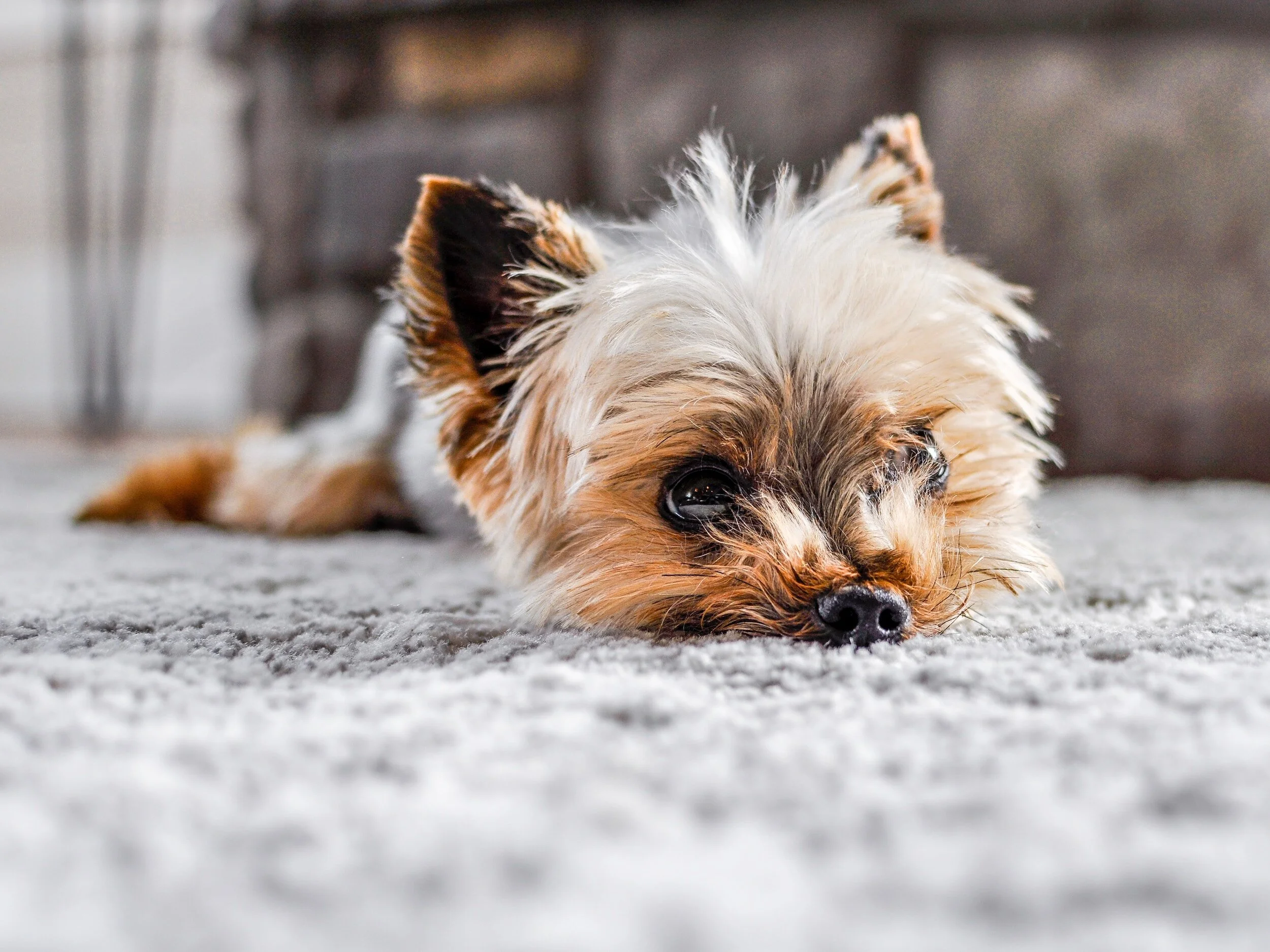 How To Find Pet Friendly Carpets in Minneapolis