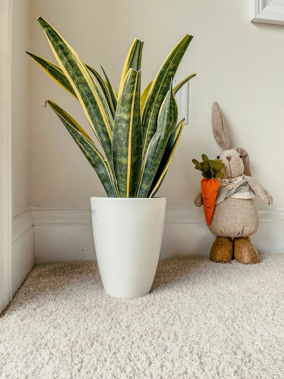 How to Find Eco-Friendly Carpets for Your Home