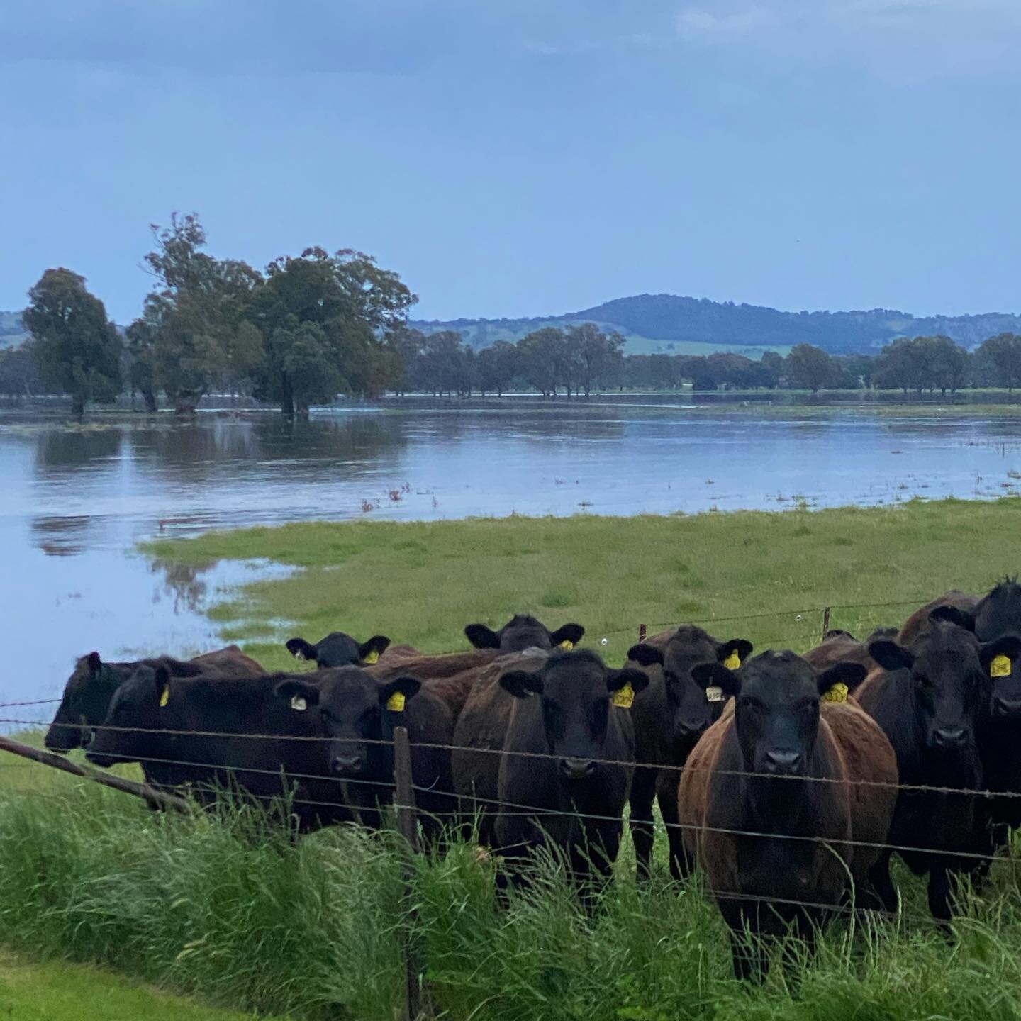 The Murrumbidgee did her thing at home over the course of today- these moos are happily high and dry but instead of river flats we now have ocean views! Mother Nature is both a beauty and a beast. #paperpear #waggawaggafloods #waggawagga #regionalnsw
