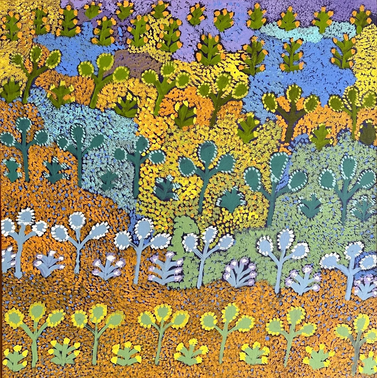 ROSIE KEMARRE MORTON ( Ampilatwatja) My Fathers Country and Bush Medicine 91 x 91 cm framed acrylic on linen $3900