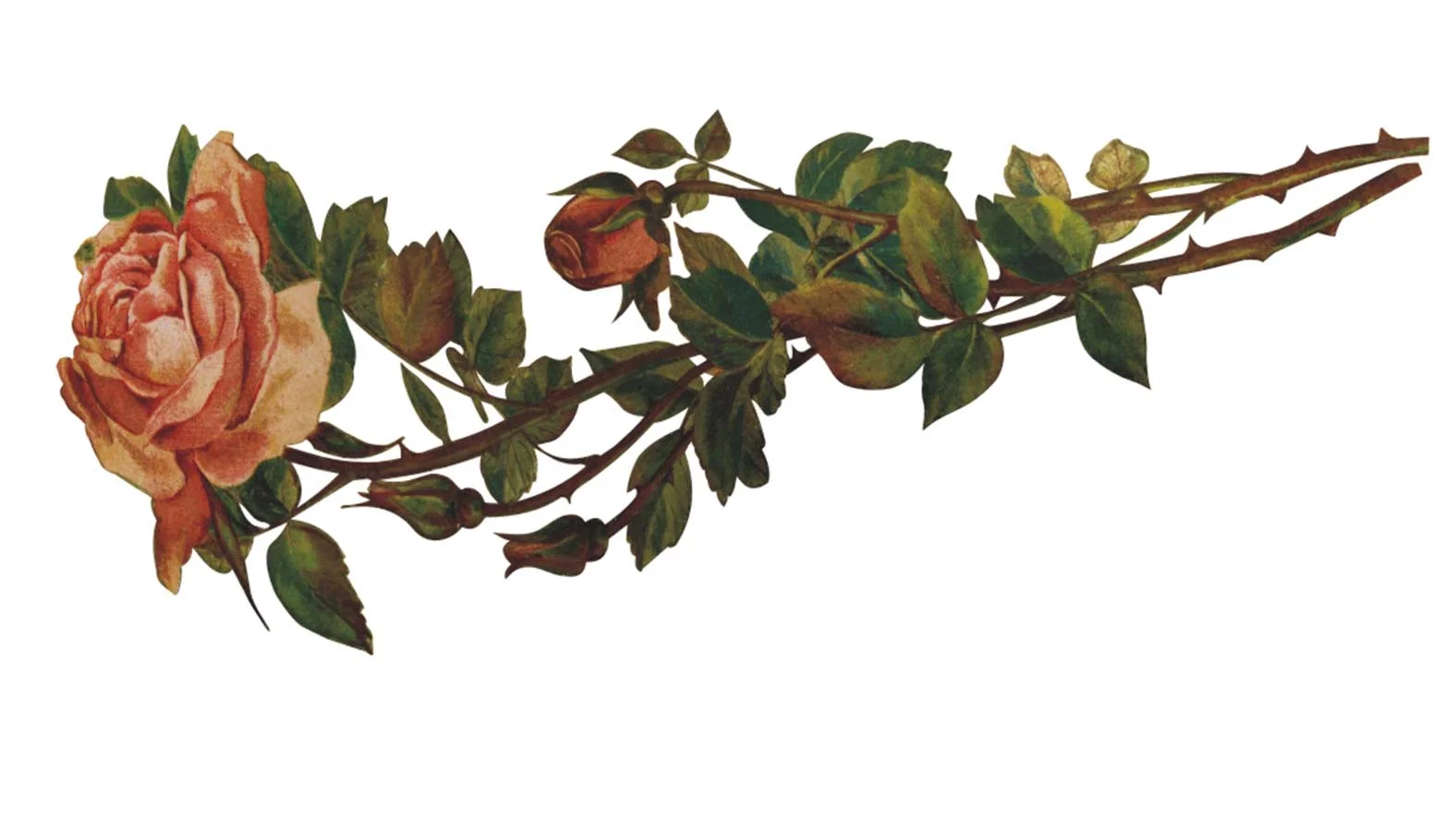 Hawthorn & Sheble Rose for MG Horn