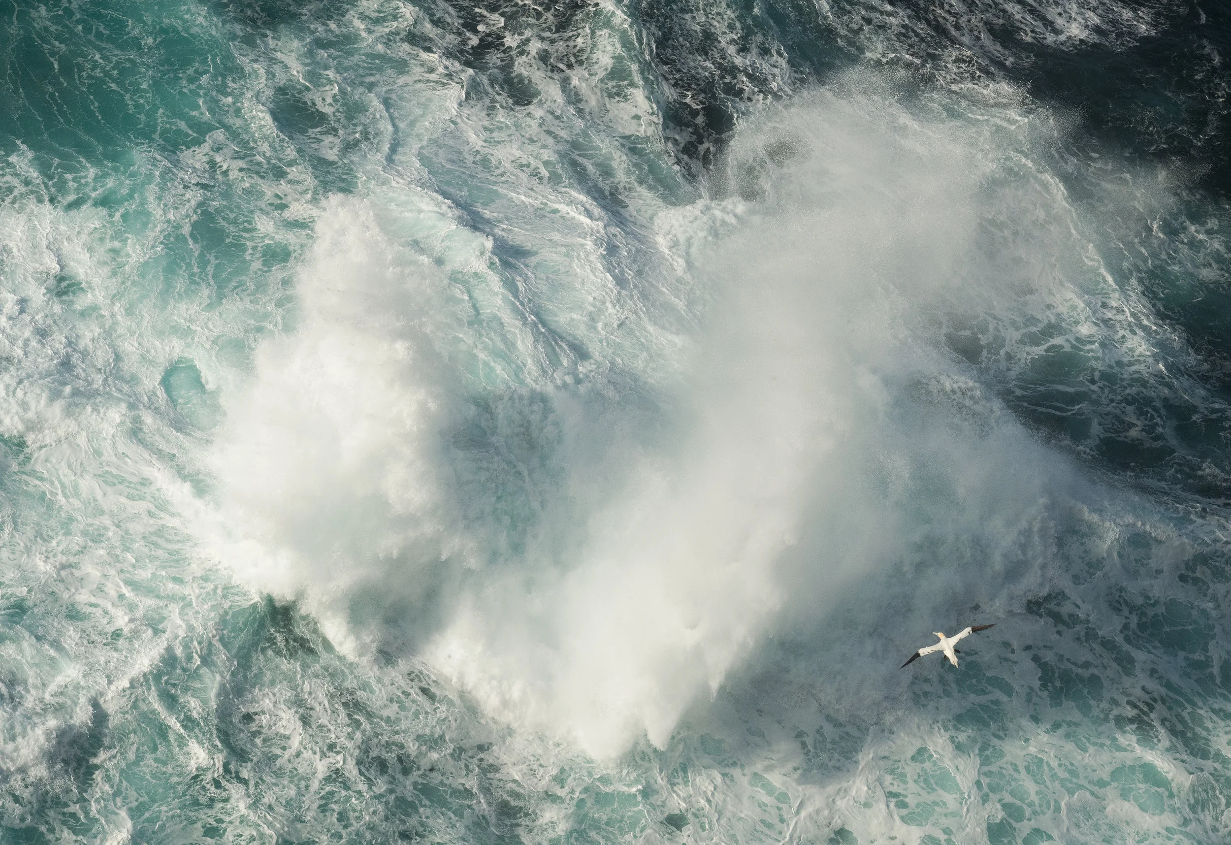 GANNET OVER STORMY OCEAN Bird Photographer of the Year 2016 Book and Exhibition Birds in the Environment category