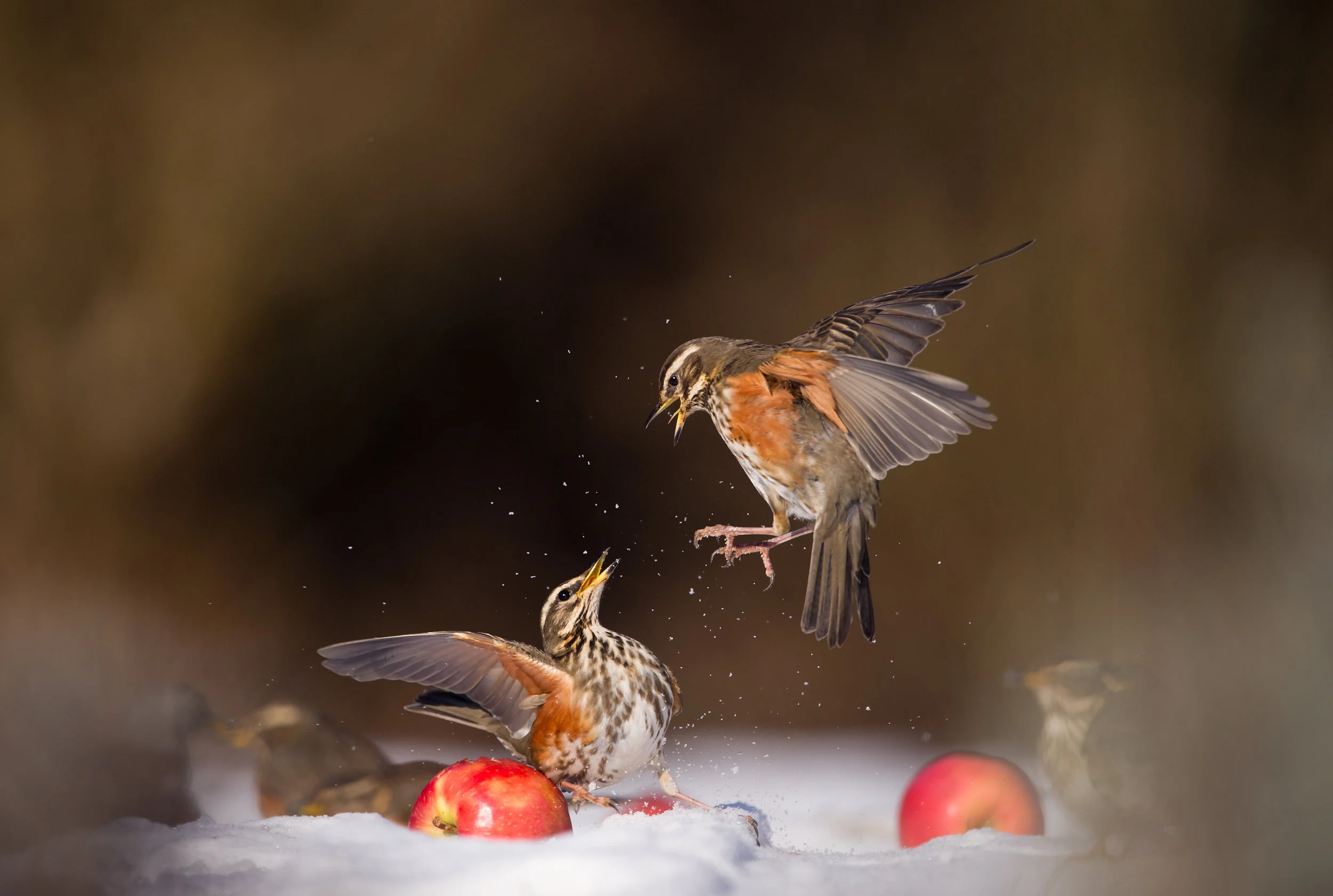 REDWINGS FIGHTING Bird Photographer of the Year 2016 Category Winner Garden Birds category