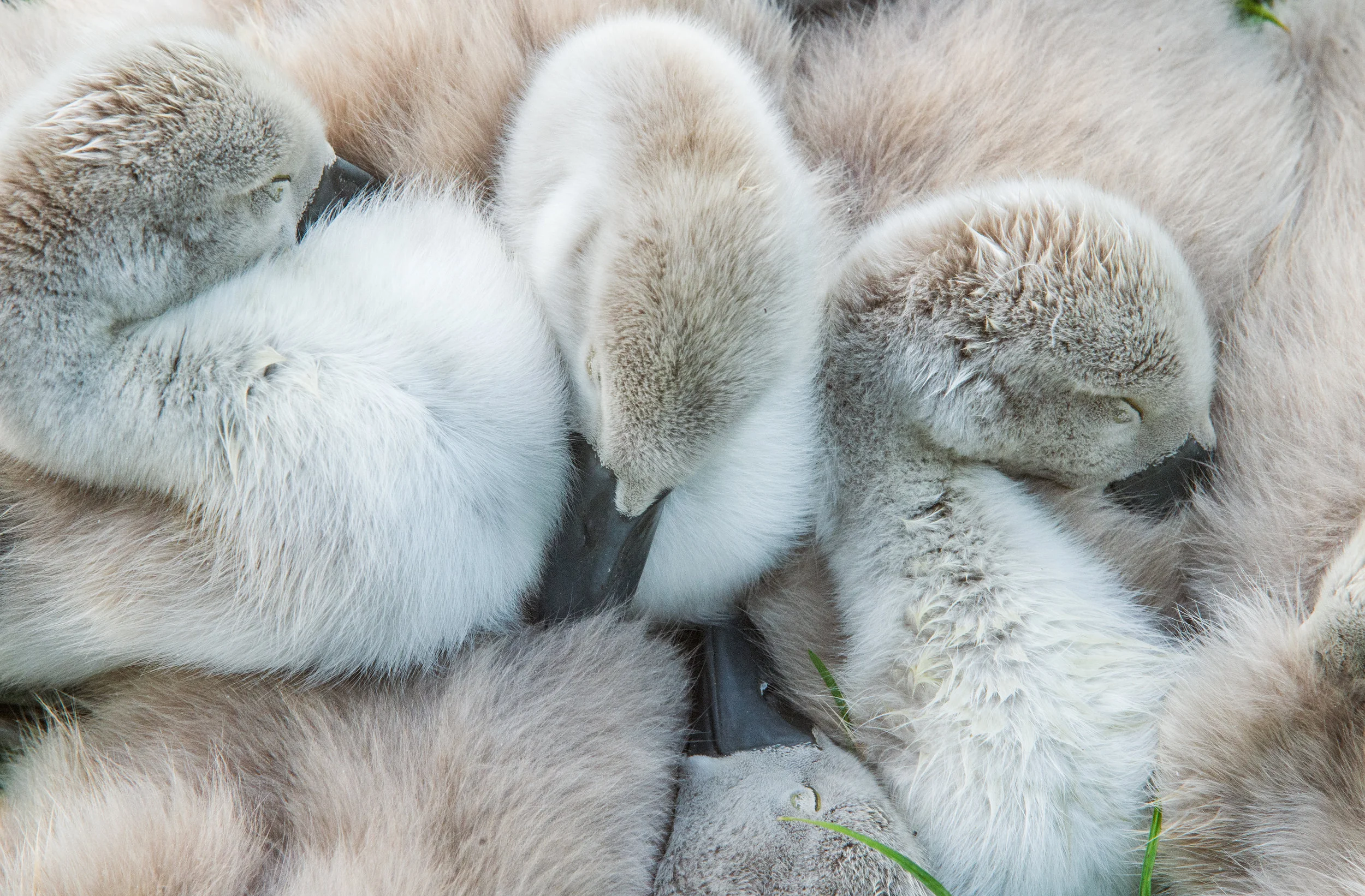 MUTE SWAN SIGNETS Bird Photographer of the Year 2016 Book and Exhibition Attention to Detail category