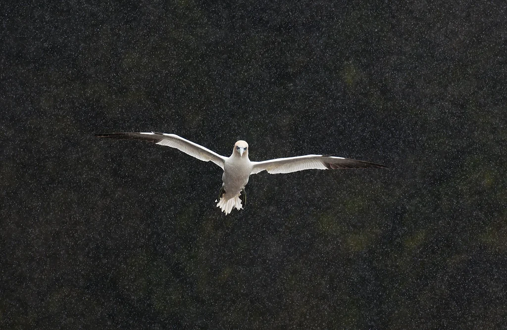 GANNET IN THE RAIN British Wildlife Photography Awards 2012 Highly Commended Animal Portraits category