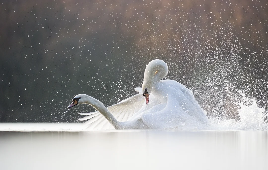 MUTE SWANS FIGHTING British Wildlife Photography Awards 2015 Highly Commended British Seasons category Spring