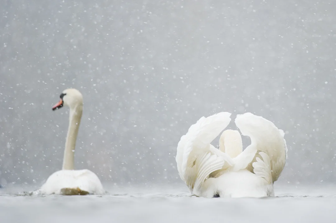 MUTE SWANS IN WINTER British Wildlife Photography Awards 2015 Highly Commended British Seasons category Winter