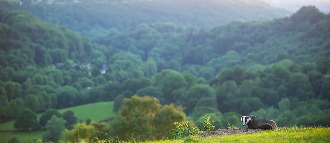 BADGER IN HABITAT British Wildlife Photography Awards 2014 Highly Commended Habitat category