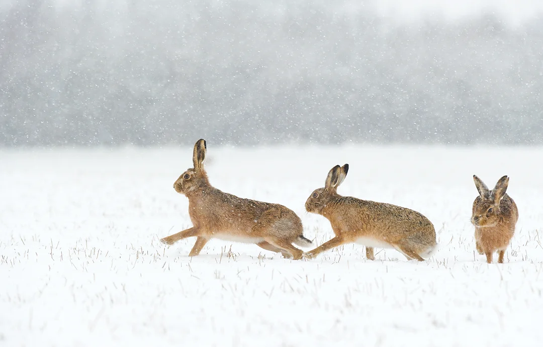 BROWN HARES IN WINTER British Wildlife Photography Awards 2014 Category Winner British Seasons category Winter