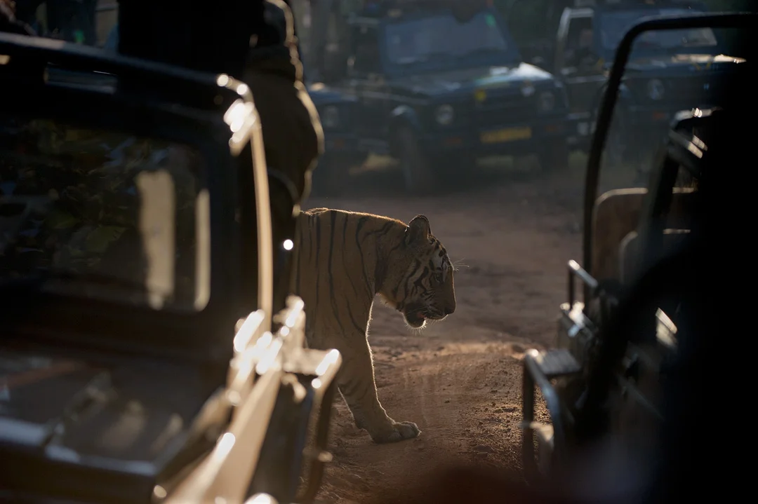 BENGAL TIGER AMONG VEHICLES Nature Images Awards 2012 Highly Commended Man and Nature category