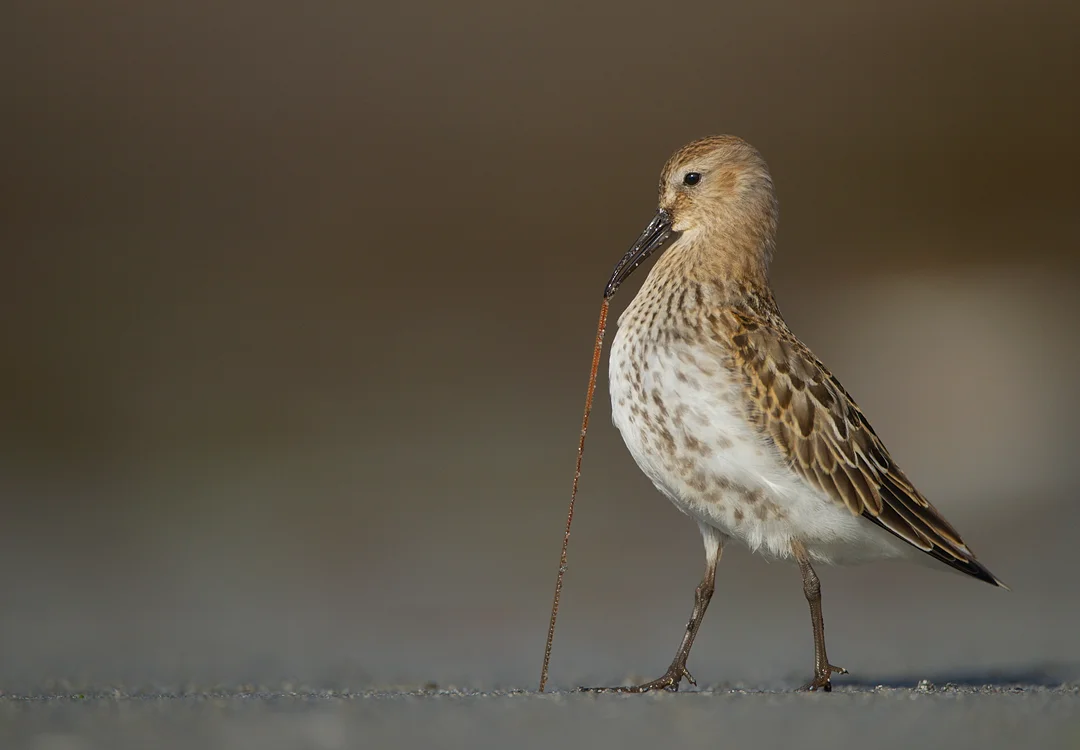 DUNLIN PULLING A WORM Nature images Awards 2012 Runner-up Birds category