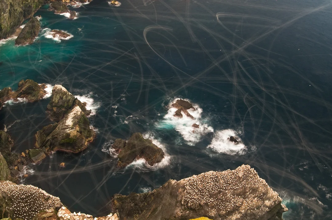 GANNET TRAILS Nature Images Awards 2012 Overall winning portfolio and Story of Species category winner
