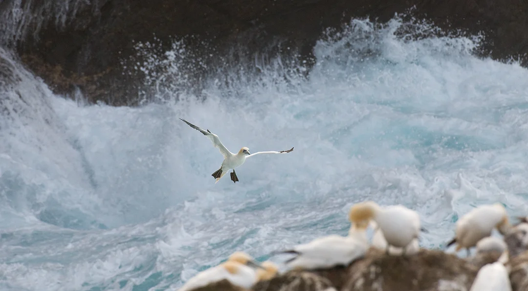 GANNET OVER STORMY SEAS Nature Images Awards 2012 Overall winning portfolio and Story of Species category winner