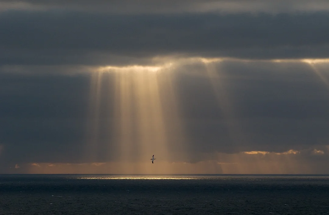 GANNET UNDER THE SPOTLIGHT Nature images Awards 2012 Overall winning portfolio and Story of Species category winner